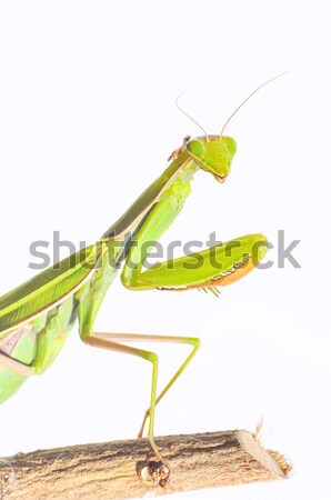 Mantis. Stock photo © asturianu