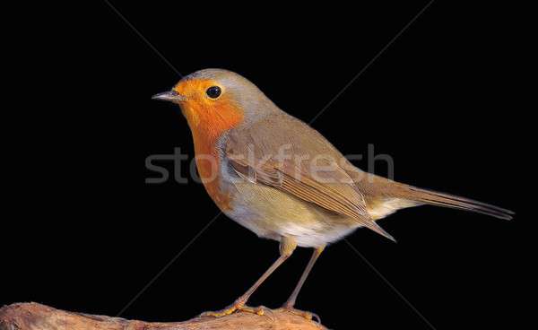 Giardino arancione seno uccello piuma cantante Foto d'archivio © asturianu