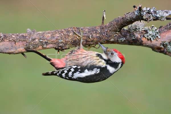 Stock photo: Middle spotted woodpecker perched.