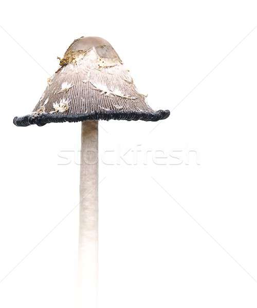 Voedsel champignons geïsoleerd witte achtergrond ingrediënten Stockfoto © asturianu