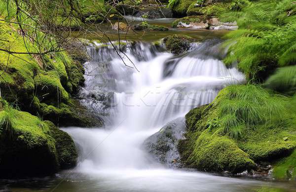 The pleasure of water. Stock photo © asturianu