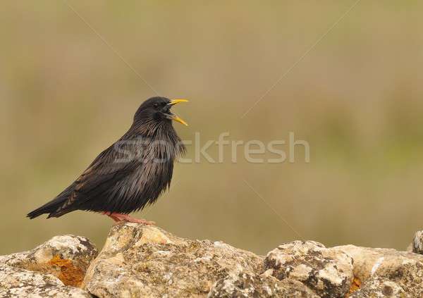 Spotless starling perched on a stone Stock photo © asturianu