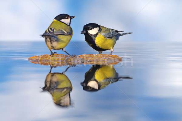 Birds. Stock photo © asturianu
