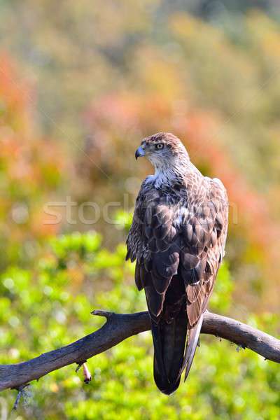 Vultur desfrunzit vară pasăre verde Imagine de stoc © asturianu
