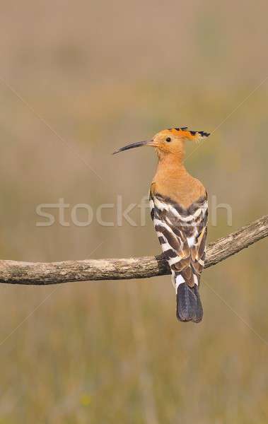 [[stock_photo]]: Belle · brun · oiseau · branche · attente · poussins