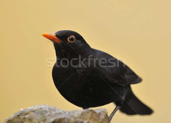 Amsel Frühling Auge Natur Schnee Garten Stock foto © asturianu