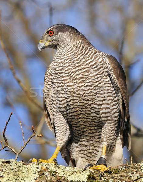 Goshawk. Stock photo © asturianu