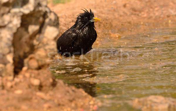 Stock photo: Spotless starling bathing in a pond.