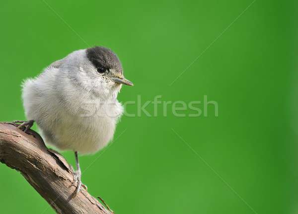 Blackcap, Sylvia atricapilla. Stock photo © asturianu