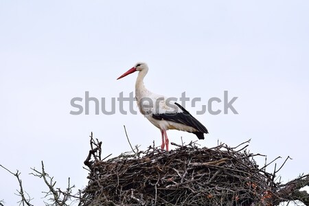 Weiß Storch Nest Seitenansicht Natur Stock foto © asturianu