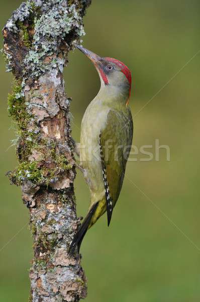 Female european green woodpecker on a branch Stock photo © asturianu