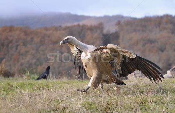 Vautour prairie vol portrait Espagne [[stock_photo]] © asturianu