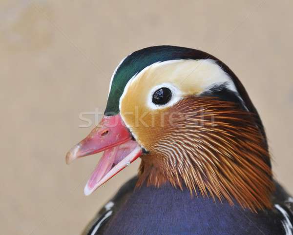 Mandarin duck. Stock photo © asturianu
