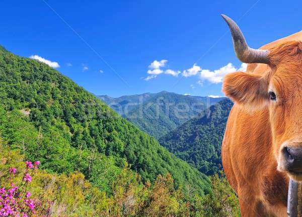Cow in high mountains. Stock photo © asturianu