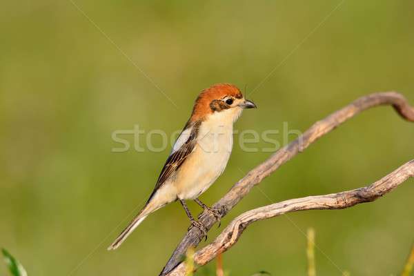 Stock photo: Woodchat shrike perched on a branch.