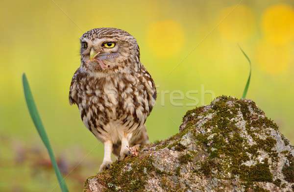 A little owl with a grasshopper. Stock photo © asturianu