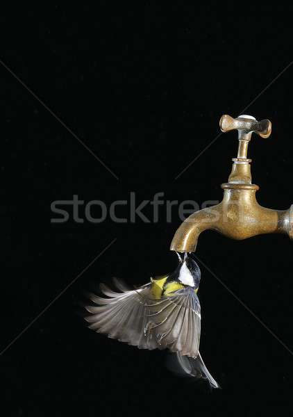 Bird and faucet. Stock photo © asturianu