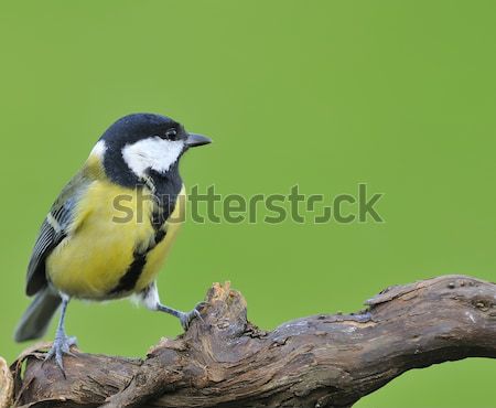 Zdjęcia stock: Tit · zielone · Pióro · ptaków · zwierząt