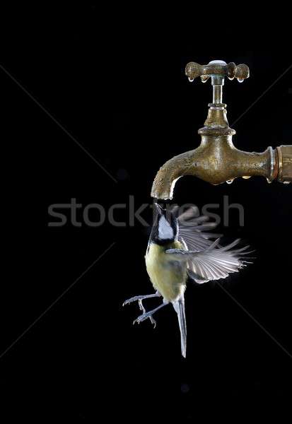 Big tit drinking from faucet Stock photo © asturianu