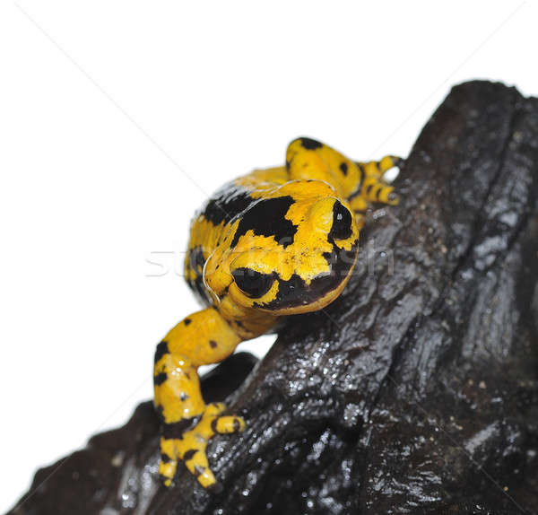 Salamander. Stock photo © asturianu
