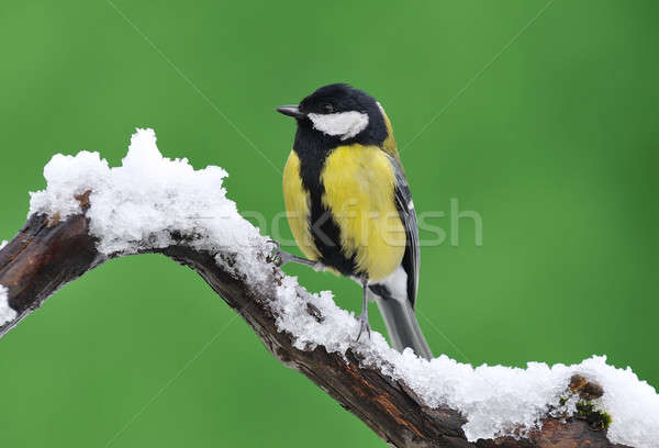 Stock photo: Little tit sitting on snowy branch