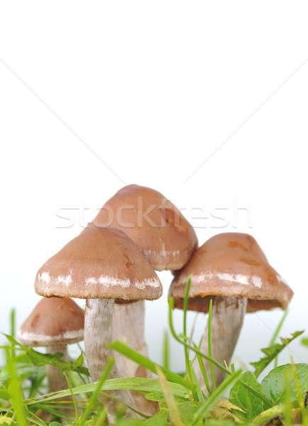 Several honey mushrooms with green grass Stock photo © asturianu