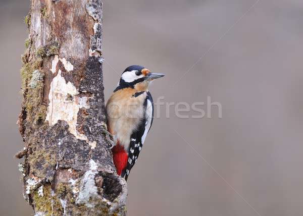 Great spotted woodpecker perched. Stock photo © asturianu