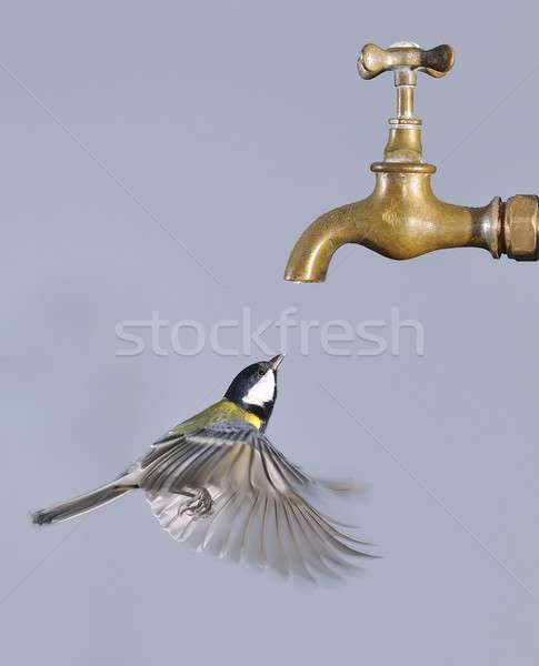 Flying bird. Stock photo © asturianu