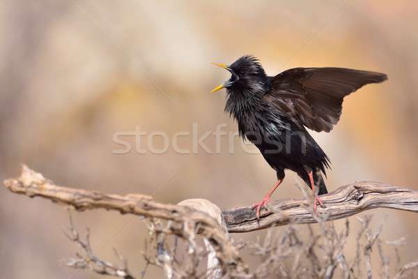 Spotless starling perched on a branch Stock photo © asturianu