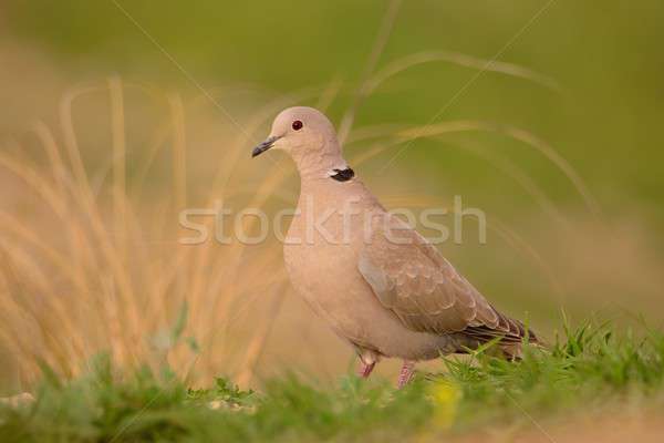 Eurasian collared dove, Streptopelia decaocto. Stock photo © asturianu