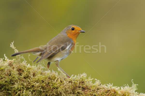 Close-up of little robin sitting on fern Stock photo © asturianu