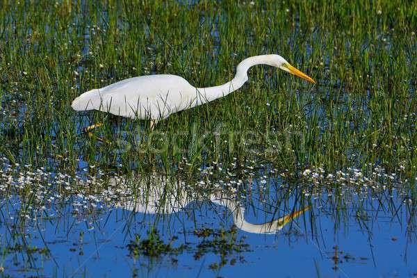 Great egret hunting in a pond. Stock photo © asturianu