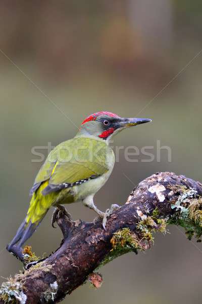 Male european green woodpecker on a branch Stock photo © asturianu