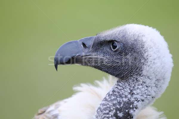 African bianco avvoltoio verde uccello piuma Foto d'archivio © asturianu