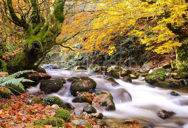 Sonbahar orman nehir doğa yaprak arka plan Stok fotoğraf © asturianu