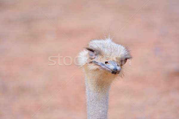 Ostrich with eyes closed Stock photo © asturianu