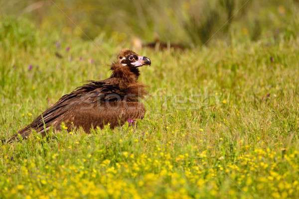 Avvoltoio piedi erba vista laterale nero luminoso Foto d'archivio © asturianu