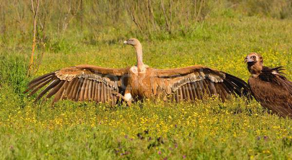 Eurasian Griffons on grass and black vulture. Stock photo © asturianu