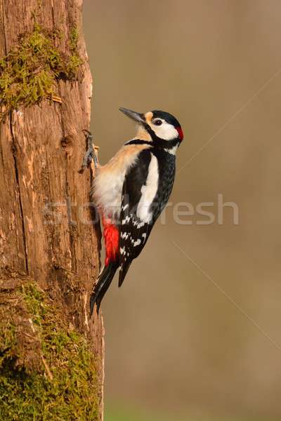 Stock photo: Great spotted woodpecker perched on a log.