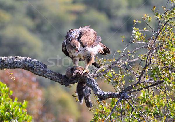 Female bonelli's eagle perched on a branch. Stock photo © asturianu