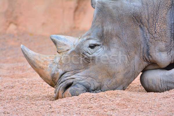 Grey rhino lying on sand Stock photo © asturianu