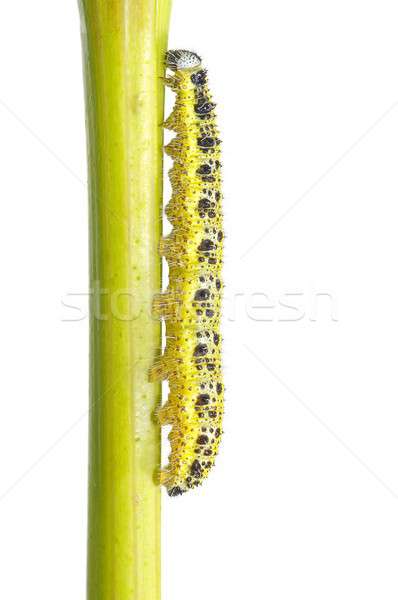 Cabbage caterpillar. Stock photo © asturianu