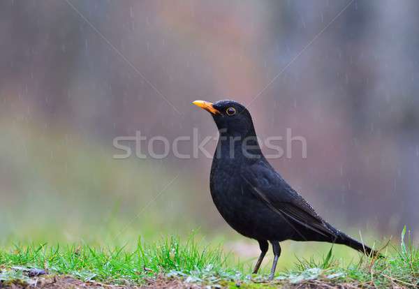 Foto stock: Melro · chuva · campo · grama · fundo · pássaro