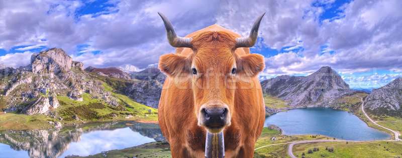 Cow grazing. Stock photo © asturianu