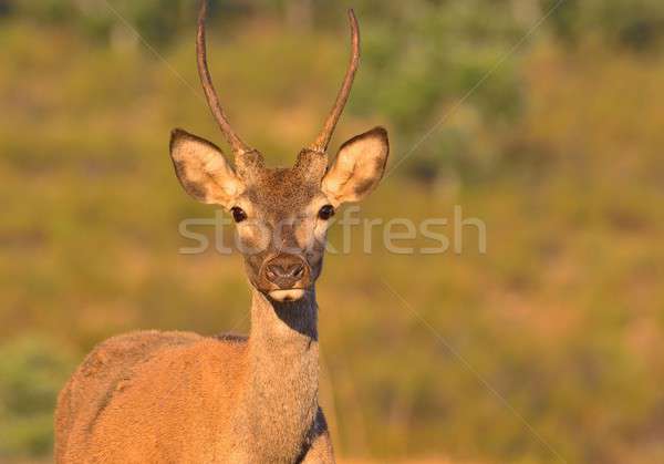 Young red deer stag. Stock photo © asturianu