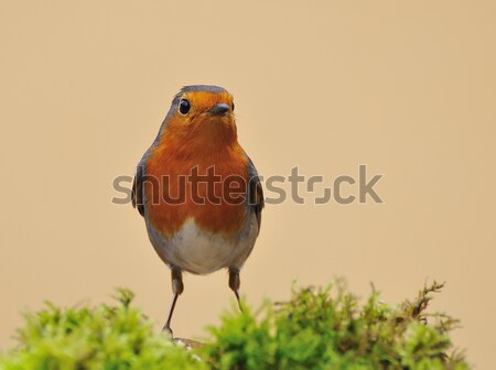 Robin. Stock photo © asturianu