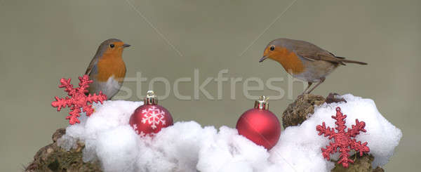 Robins. Stock photo © asturianu