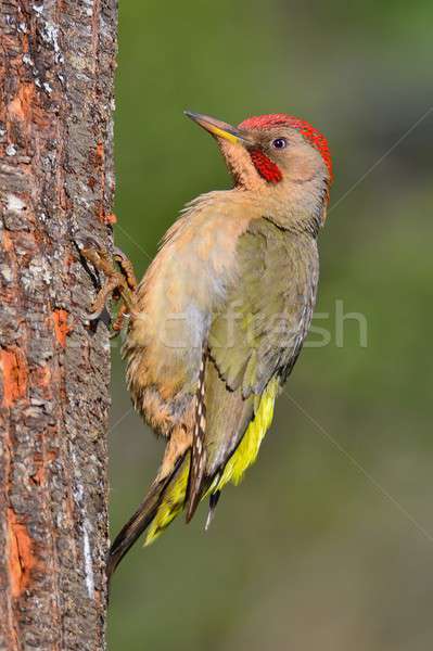 Male european green woodpecker on a branch Stock photo © asturianu