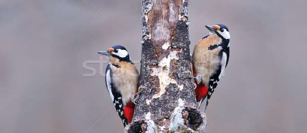 Two great spotted woodpecker perched. Stock photo © asturianu