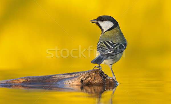 Puesta de sol amarillo pecado agua aves animales Foto stock © asturianu